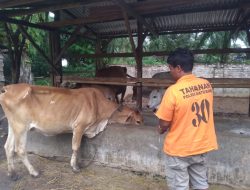 Buron Ke Paluta, Sulas Tersangka Penggelapan Sapi Titipan Disergap  Polisi