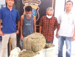 Kurir Dan Pemilik 3 Karung Ganja Seberat 50,7 Kg Diringkus Polisi