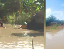 Banjir Semakin Meluas di Batu Bara, Tembok Penangkaran Buaya Jebol Buaya Lepas