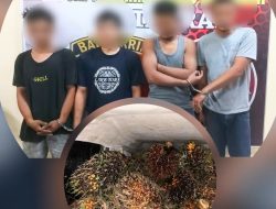 Diduga Curi Sawit Kebun PT Socfindo, 4 Pria Warga Simalungun Digelandang ke Polres Batu Bara 