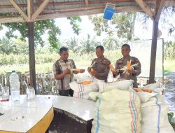 Dukung Ketahanan Pangan, Polsek Indrapura Panen Jagung