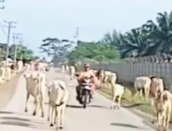 Gara-Gara Ternak Lembu Dibiarkan Berkeliaran di Area KEK Sei Mangkei Kerap Akibatkan Penguna Jalan Jadi Korban, Ini Langkah Ketua FPM KEK SMK
