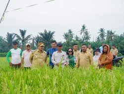 Komitmen Wujudkan Pertanian Berbasis Teknologi, Bupati Batu Bara Kunjungi Persawahan PM-AAS